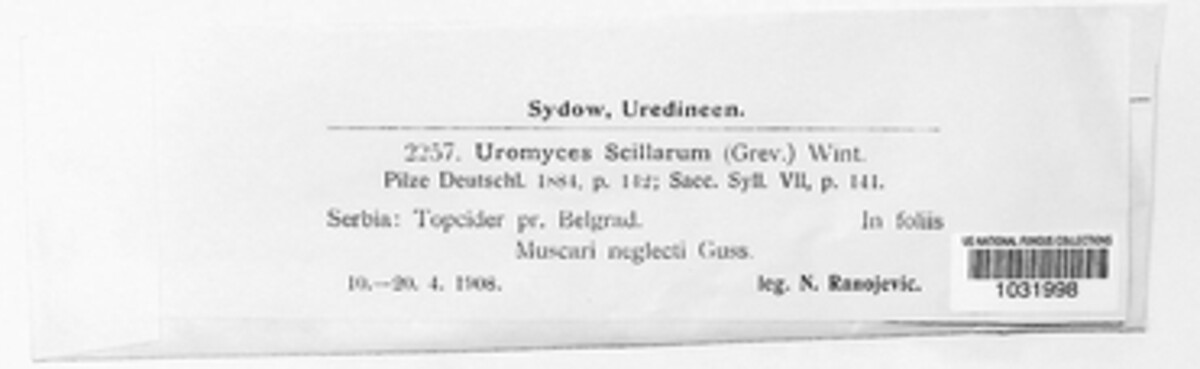 Uromyces muscari image